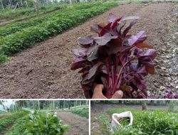 Sukses Bertanam Sayur Bayam di Pekarangan Rumah