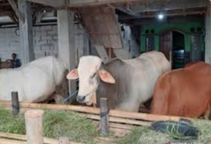 Budidaya Sapi Potong (Foto: Antara Banten News)