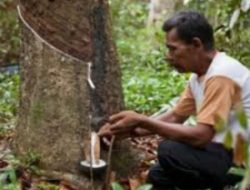 Harga Karet Anjlok: Penderitaan dan Jalan Keluar Bagi Petani