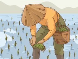 Beras Langka dan Mahal: Dampak Perubahan Iklim?