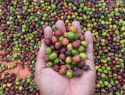Biji Kopi Gayo Arabika, Sumber gambar: Canva, LC Photographer