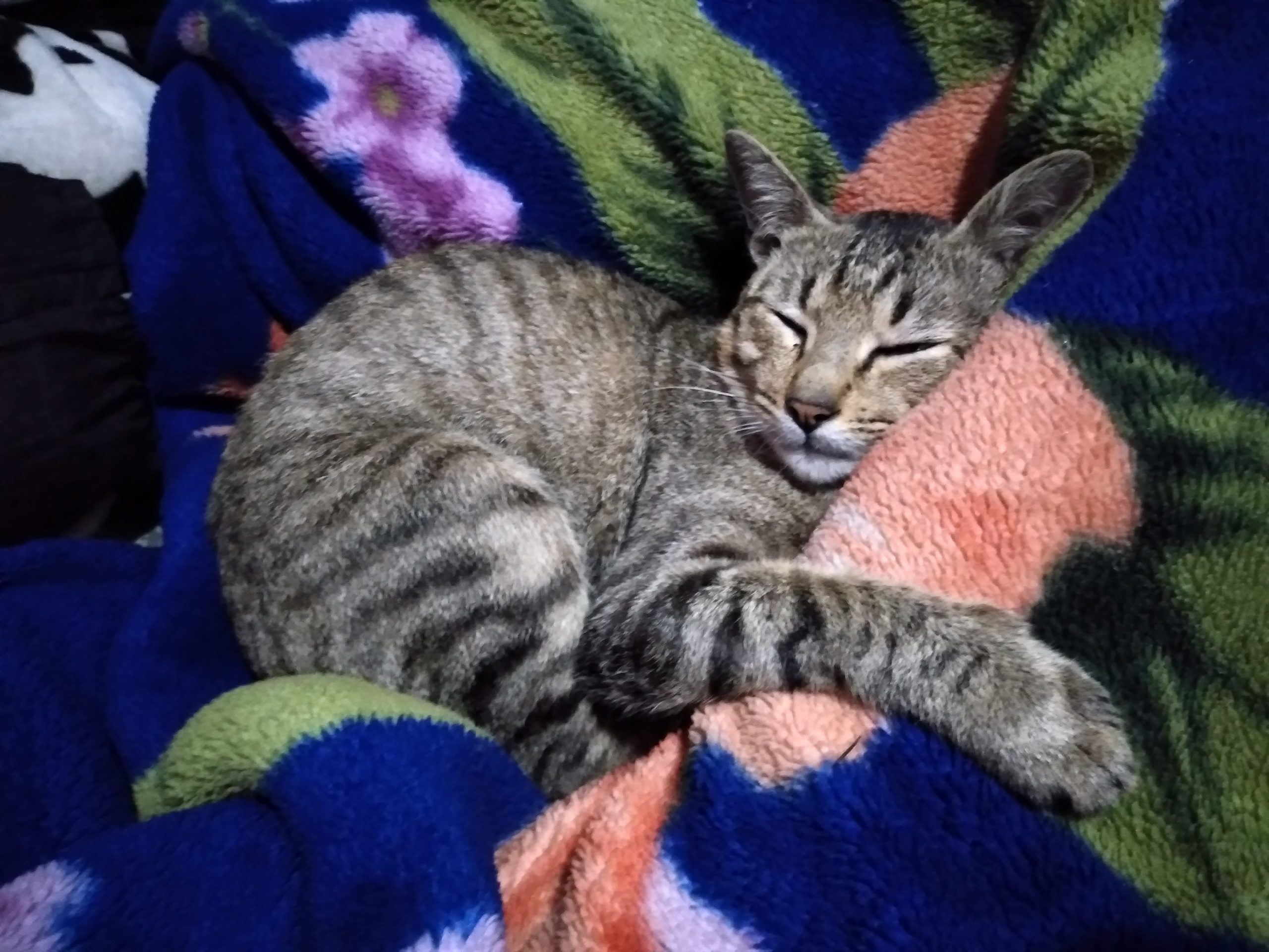 Dengkuran kucing dapat meredakan stress