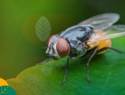 4 Fakta Menarik Tentang Lalat