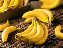 Tahukah Kamu, Sebenarnya Buah Pisang Termasuk Buah Beri?