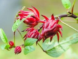 3 Keajaiban Rosella