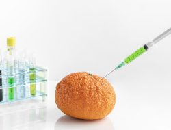 Waspada GMO: Ancaman Kedaulatan Pangan