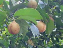 Buah Pala (Foto: Dokumen Pribadi)