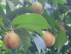 Menikmati Manfaat Buah Pala di Kota Bogor